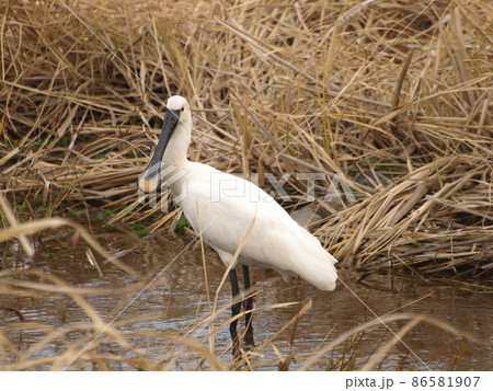 野鳥(ヘラサギ 福岡県糸島市にて) 野鳥(ヘラサギ 福岡県糸島市にて) 86581907