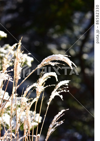 ススキに雪 86582330