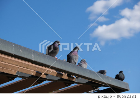 鳩の糞害フン被害イメージ背景素材 86582331