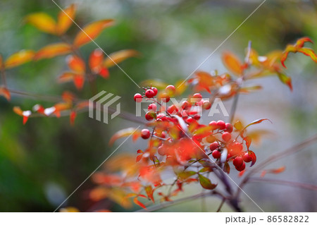 赤い実　黄色い実 86582822