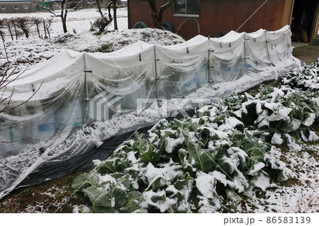 ソラマメの防寒対策 雪 ソラマメの防寒対策 雪 86583139