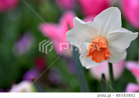 春の里山ガーデンフェスタ 春の里山ガーデンフェスタ 86583802