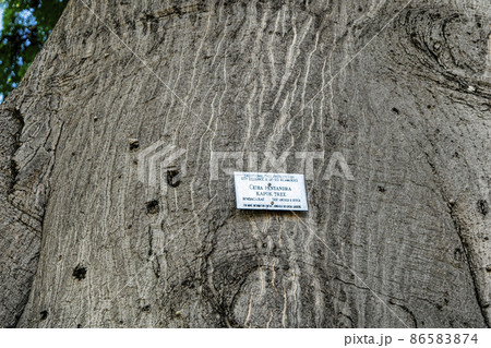 ハワイ　オアフ島　保護樹　セイバ・ペンタンドラ・カポックの木 86583874