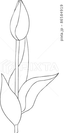 手描きのチューリップのつぼみのイラスト素材