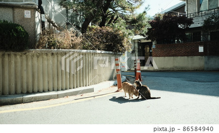 自然 猫 きれい 86584940