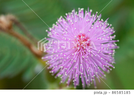 mimosa flowers mimosa flowers 86585185