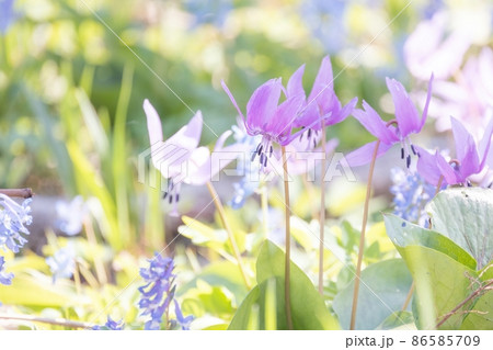 カタクリの花 86585709