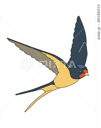 Flying swallows. A bird in flight.  Vector illustration isolated on a white background. 86586054