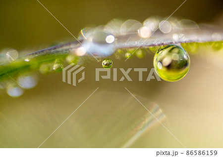 草から垂れ下がる朝露 86586159