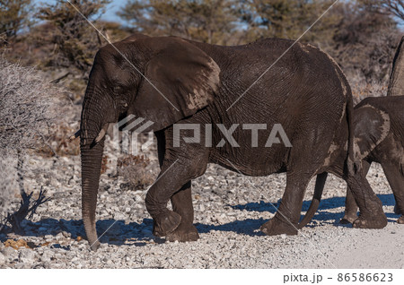 African Elephants Passing by along a road African Elephants Passing by along a road 86586623