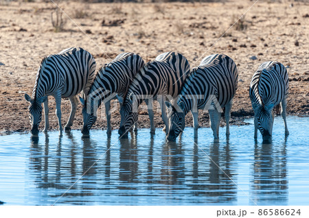 A group of Zebras in Etosha A group of Zebras in Etosha 86586624