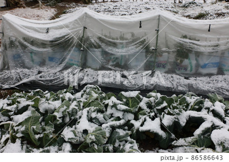 ソラマメの防寒対策 雪 ソラマメの防寒対策 雪 86586643