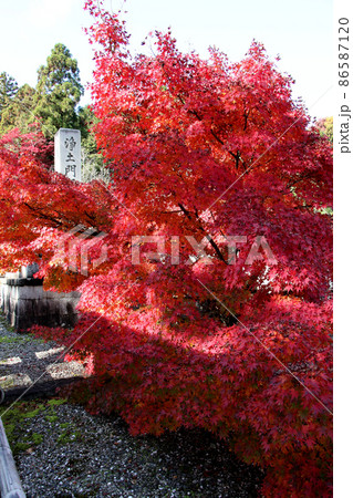 京都・長岡京　光明寺の紅葉 86587120