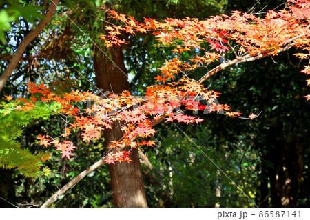 京都・長岡京　光明寺の紅葉 86587141