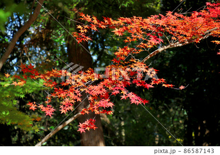 京都・長岡京　光明寺の紅葉 86587143