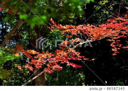 京都・長岡京　光明寺の紅葉 86587145
