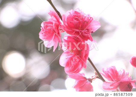 濃い色の桜の花アップ9 86587509
