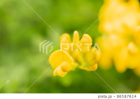 春の公園に咲くエニシダの花 86587614