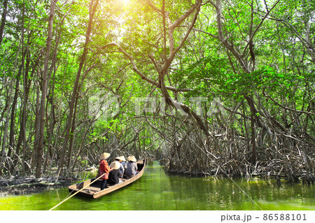 People boating in mangrove forest, Asia 86588101