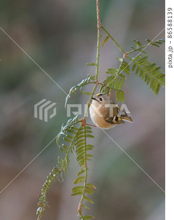 カヤに止まるキクイタダキ カヤに止まるキクイタダキ 86588139