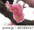 日本の春の梅の花 86588437