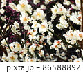 春の白い梅の花 86588892