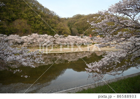 岡山県桜の名所　岡山十勝選定　井原堤（いばらづつみ） 86588933