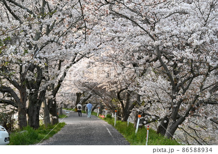 岡山県桜の名所　岡山十勝選定　井原堤（いばらづつみ） 86588934