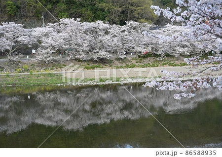 岡山県桜の名所　岡山十勝選定　井原堤（いばらづつみ） 86588935