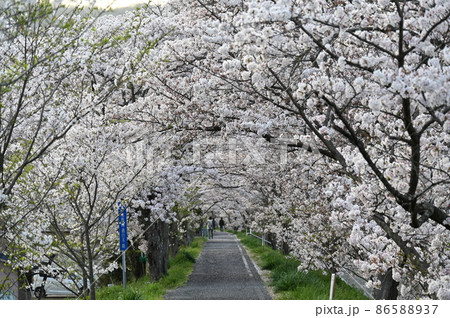岡山県桜の名所　岡山十勝選定　井原堤（いばらづつみ） 86588937