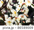 春の白い梅の花 86589009