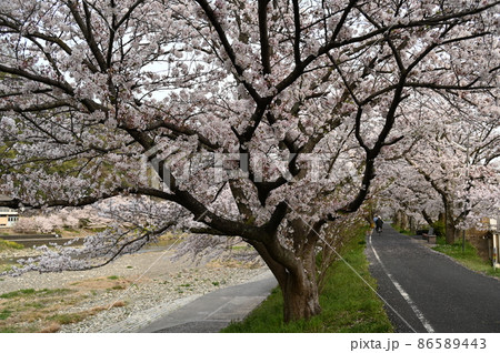 岡山県桜の名所　岡山十勝選定　井原堤（いばらづつみ） 86589443