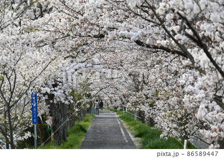 岡山県桜の名所　岡山十勝選定　井原堤（いばらづつみ） 86589447