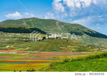Lentil flowering with poppies and cornflowers in Castelluccio di Norcia, Italy 86589500