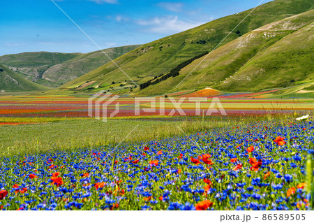 Lentil flowering with poppies and cornflowers in Castelluccio di Norcia, Italy 86589505