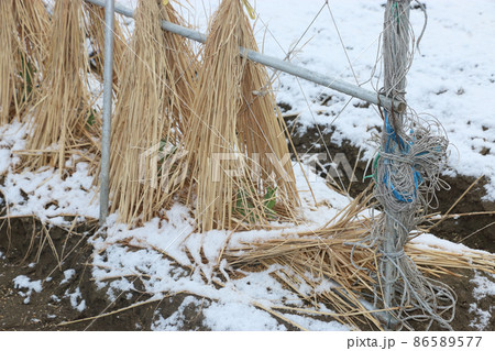 エンドウ豆の防寒対策 雪降り 86589577