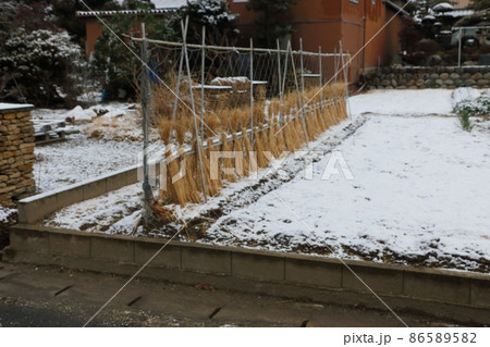 エンドウ豆の防寒対策 雪降り 86589582
