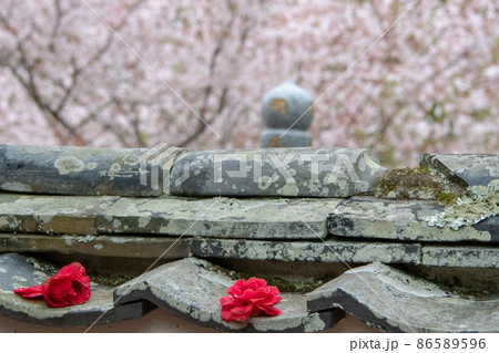 岡山県矢掛町　圀勝寺　ツバキと桜 86589596