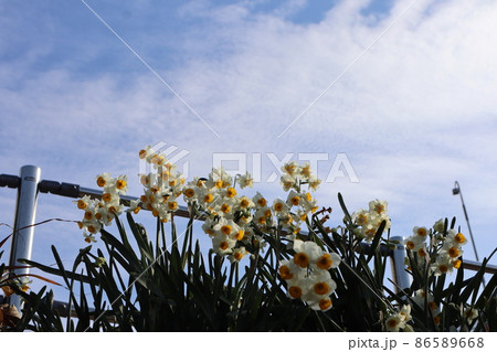 青空と白い雲と土手に咲くラッパ水仙の風景 86589668