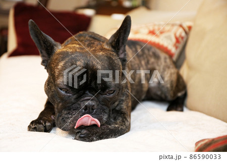 家のソファでくつろいで眠いから手をなめるフレンチブルドッグ 86590033