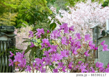 岡山県矢掛町　圀勝寺　ツツジと桜 86590117
