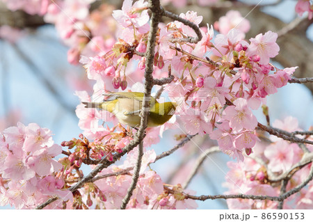 メジロと桜 メジロと桜 86590153