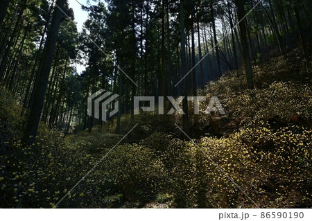 茂木町焼森山花咲くミツマタ群生地 86590190