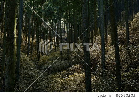 茂木町焼森山花咲くミツマタ群生地 86590203