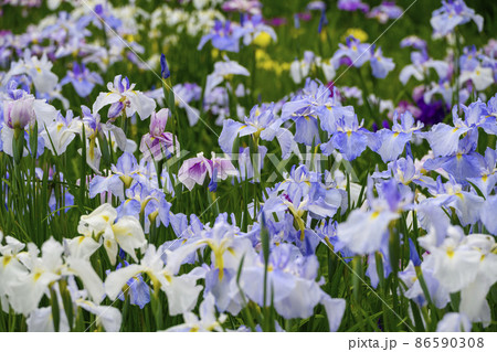 相模原公園の花菖蒲 86590308
