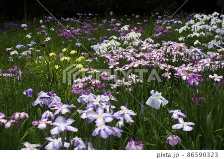 相模原公園の花菖蒲 相模原公園の花菖蒲 86590323
