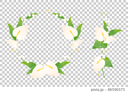 紅掌 紅掌 86590373