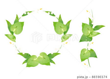 アンスリウム アンスリウム 86590374