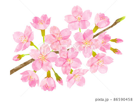 桜 桜の花 04 86590458