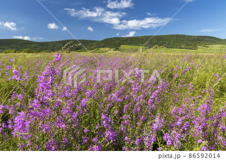 Blooming meadow in Tokaj region, Northern Hungary Blooming meadow in Tokaj region, Northern Hungary 86592014